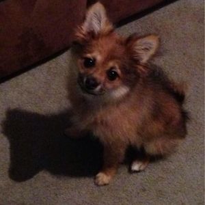 Meet your Posher, Brian